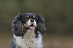 Cavalier King Charles Spaniel Portrait