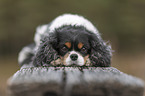 lying Cavalier King Charles Spaniel
