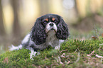 lying Cavalier King Charles Spaniel