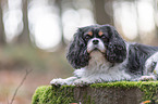 lying Cavalier King Charles Spaniel