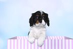 Cavalier King Charles Spaniel Puppy in a box