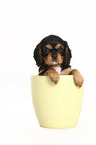Cavalier King Charles Spaniel Puppy in a pot