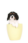 Cavalier King Charles Spaniel Puppy in a pot