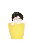Cavalier King Charles Spaniel Puppy in a pot