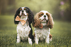 sitting Cavalier King Charles Spaniel