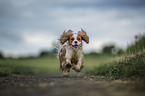 running Cavalier King Charles Spaniel