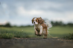 running Cavalier King Charles Spaniel