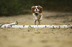 running Cavalier King Charles Spaniel