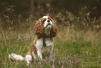 sitting Cavalier King Charles Spaniel