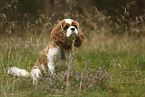 sitting Cavalier King Charles Spaniel