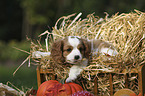 Cavalier King Charles Spaniel Puppy