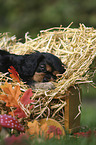 Cavalier King Charles Spaniel Puppy