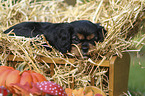 Cavalier King Charles Spaniel Puppy
