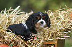 Cavalier King Charles Spaniel Puppy