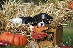 Cavalier King Charles Spaniel Puppy