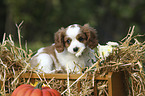 Cavalier King Charles Spaniel Puppy