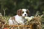 Cavalier King Charles Spaniel Puppy