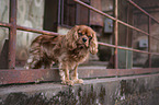 standing Cavalier King Charles Spaniel