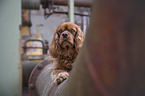Cavalier King Charles Spaniel