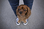 human with Cavalier King Charles Spaniel