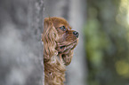 Cavalier King Charles Spaniel portrait