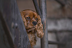 Cavalier King Charles Spaniel portrait