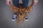 human with Cavalier King Charles Spaniel