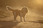 standing Cavalier King Charles Spaniel