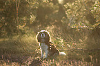 sitting Cavalier King Charles Spaniel