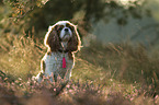 sitting Cavalier King Charles Spaniel