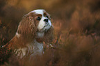 Cavalier King Charles Spaniel portrait