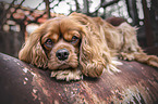 lying Cavalier King Charles Spaniel