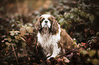 sitting Cavalier King Charles Spaniel
