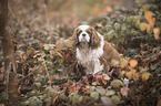 sitting Cavalier King Charles Spaniel