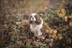 sitting Cavalier King Charles Spaniel
