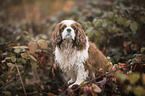 sitting Cavalier King Charles Spaniel