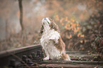 Cavalier King Charles Spaniel gives paw