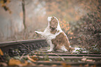 Cavalier King Charles Spaniel gives paw