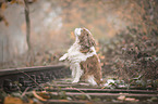 Cavalier King Charles Spaniel gives paw
