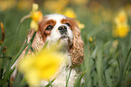 Cavalier King Charles Spaniel Portrait