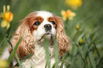 Cavalier King Charles Spaniel Portrait