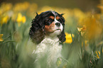 Cavalier King Charles Spaniel