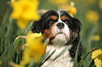 Cavalier King Charles Spaniel