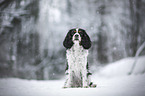Cavalier King Charles Spaniel in the winter