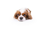 red-white Cavalier King Charles Spaniel