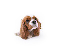red-white Cavalier King Charles Spaniel