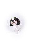 tricolor Cavalier King Charles Spaniel