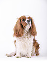 red-white Cavalier King Charles Spaniel