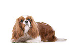 red-white Cavalier King Charles Spaniel