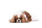 red-white Cavalier King Charles Spaniel
